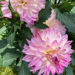 Meet your Posher, Holly